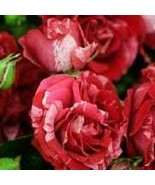 Pink red stripped roses seeds-20seeds - code 358 - $8.43 CAD