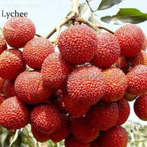 Guangdong Sweet Lychee Litchi Fruit 5 Seeds Juicy Delicious Nutritious Fruits E3 - $11.98