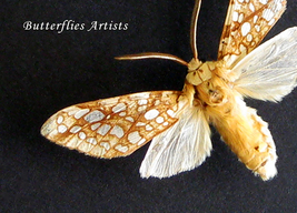 Lophocampa Caryae Real Hickory Tussock Moth Framed Entomology Shadowbox - $64.99