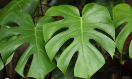 AWS Monstera Deliciosa ,Swiss Cheese Live Plant, Evergreen Table Plant in 6 inch - £24.67 GBP