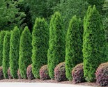 White Cedar Thuja Occidentalis  50 Seeds - $8.99