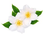 LKS 25 White Jasmine Tree Seeds Vibrant White Flowers Home Garden - $22.16