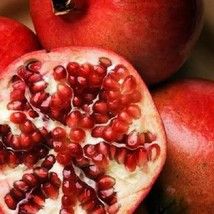 Best Seeds 25 Pomegranate Tree Punica Granatum Red Fruit Seeds - £11.19 GBP