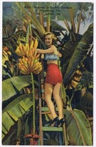 Postcard Bananas In Sunken Gardens St Petersburg Florida - £3.91 GBP