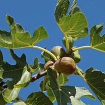 Live Pant Brown Turkey Fig Tree (California San Pedro) - Ficus carica - Garden - £34.45 GBP