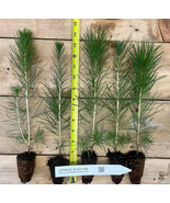 10 Japanese Black Pine - 8"- 14" Tall Seedling - Great Bonsai or Shade Tree - £42.60 GBP