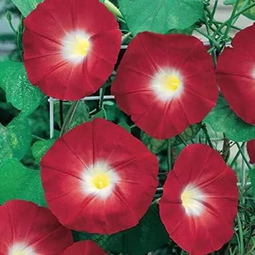 JGBO 25 Seeds Morning Glory Ruby Red Picotee Ipmoea Vining Perennial Flower USA - $10.52