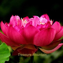 1 Professional Pack, 1 seeds / pack, &#39;Empress Wu&#39; Red Lotus Flower Water Lily Fl - £2.44 GBP