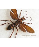 Large Spider Wasp Tarantula Hawk Hemipepsis Glabrata Framed Entomology S... - $129.99