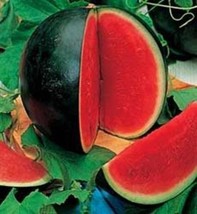 BPA 100 Seeds Sugar Baby Watermelon Citrullus Lanatus Fruit MelonFrom USA - £7.91 GBP