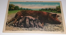 A Sucker Born Every Minute PIG Piglets Feeding Farm Barn Postcard Milita... - $4.95