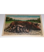 A Sucker Born Every Minute PIG Piglets Feeding Farm Barn Postcard Milita... - £3.95 GBP