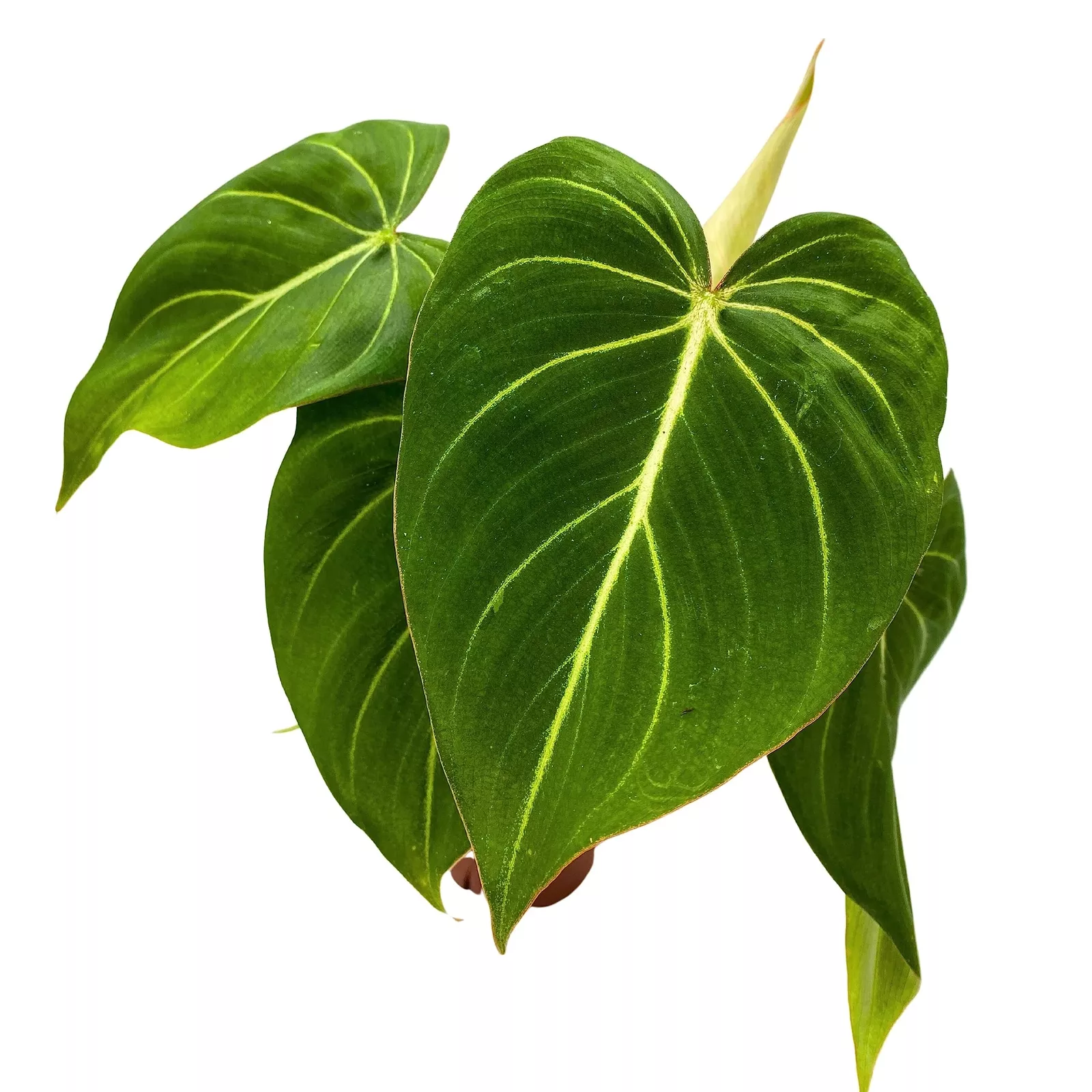 Philodendron Gloriosum a 4 in pot Velvet Philodendron Creeper Plant - £41.70 GBP
