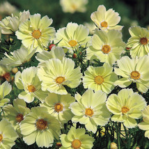 Cosmos Sunset Yellow Great Cut Flowers &amp; Containers NON GMO 100 Seeds - £5.78 GBP