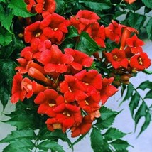 Dark Red Hummingbird Trumpet Vine Seeds US Seller Fast Shipping - £6.29 GBP