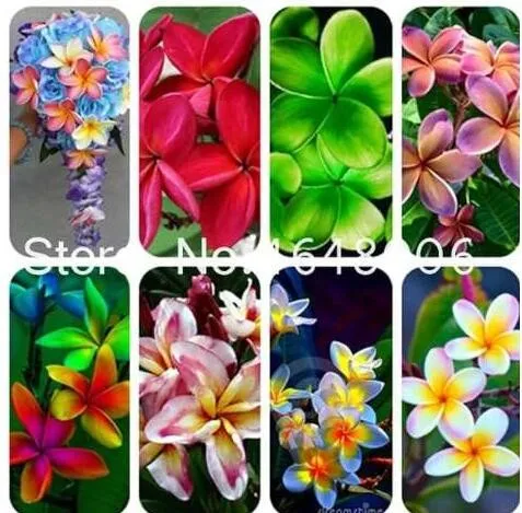 fresh Garden Plumeria Seed Frangipani Mixed Color Egg Flower Rubra