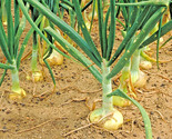 200 Seeds Vidalia Sweet Onion Seeds Organic Short Day Spring Fall Vegeta... - $8.99