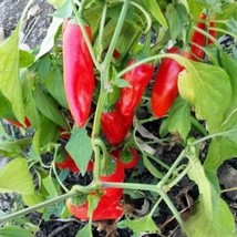 25+ Chipotle Morita Hot Pepper Seeds | Smoky Spicy Chili Variety - $16.50