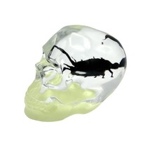 Real BLACK SCORPION In Skull Genuine INSECT Glow In Dark Lucite Paper We... - $44.41 CAD