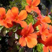 GIB Mimulus Monkey flower Orange 100 Seeds - £7.19 GBP