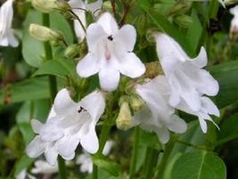 SHIPPED FROM US 2000 White Foxglove Penstemon Beardtongue Flower Seeds, LC03 - £16.76 GBP