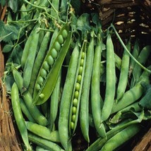 Pea Green Arrow Pea Seeds Fresh USA Shipping - $7.98