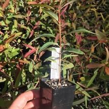 Forest Red Gum Seeds - Eucalyptus Tereticornis, 100 Pack, Ideal for Gardening En - £7.61 GBP