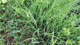 Live Start Seedling Garlic Chives Bare Rooted Plants Fast Growing 韭菜 Siz... - £6.25 GBP+