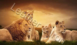 Lion Pride Design Vinyl Checkbook Cover Lions - £6.85 GBP