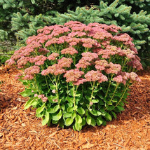 LWSTORE 50 Autumn Joy Sedum Seeds Sedum Spectabile Autumn Joy Variegated Leaf US - $11.43