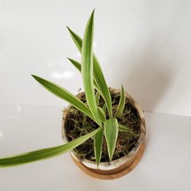 Spider Plant in Ceramic Planter, Live House Plant, Chlorophytum comosum image 8
