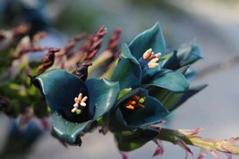 Fresh Puya Alpestris Sapphire Tower Bromeliad 20 Seeds Ship From Usa - $23.90