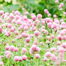 400 Seeds Radiant Gomphrena Globosa Pink Varieties (Approx. 50cm) Seeds - £17.95 GBP