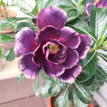 Heirloom Adenium Desert Rose with Blackish Purple and Light Purple Doubl... - $152.16 MXN