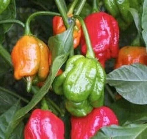 25 Seeds Trinidad Pepper HOT Scorpion Easy to Grow Vegetables - £2.98 GBP