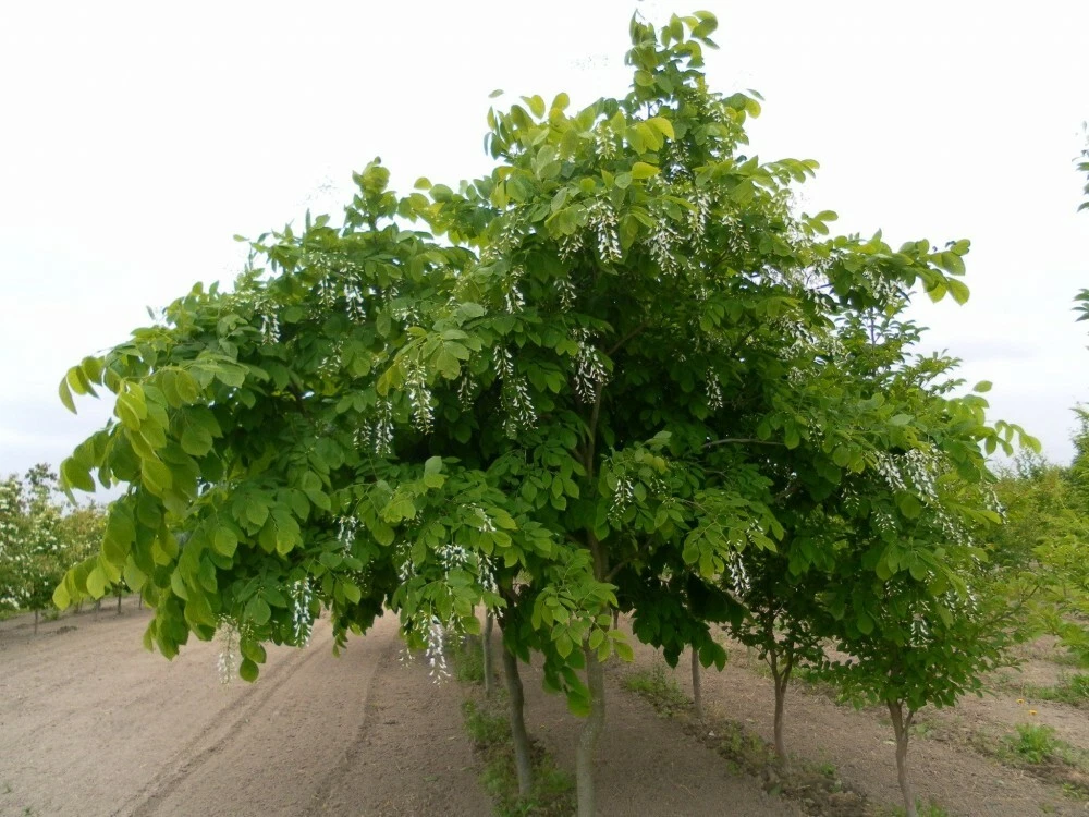 YELLOWWOOD Cladrastis Lutea - 5 SEEDS.  - $13.40