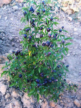 Item image 1 image 1