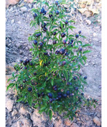 SMR Filius Blue Hot For Many Seeds Fresh Garden - $270.56 MXN