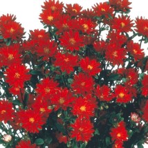 Aster Seeds 50 Seeds Aster Serenade Red Cut Flower Seeds Garden USA Seeds - £6.73 GBP