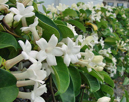 Stephanotis Floribunda Madagascar Jasmine Bridal Wreath 10 Seeds USA Garden - £23.01 GBP