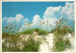 Vtg Postcard Pensacola Beach Florida, View of Clouds and Sand with Grass - £5.26 GBP