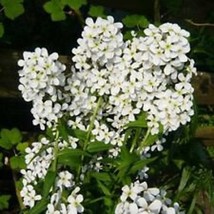 50 White Dames Rocket Flower Seeds Perennial Fresh Seeds Fast Shipping - £18.26 GBP