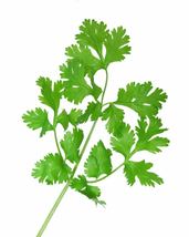 100 Seeds Fiesta Green Cilantro / Coriander Coriandrum Sativum Herb Vegetable - £13.35 GBP