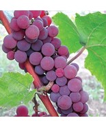 HeirloomSupplySuccess 25 Catawba Grape Seeds - £6.28 GBP