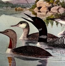 Common Loon And Other Types 1936 Bird Art Lithograph Color Plate Print D... - £31.38 GBP