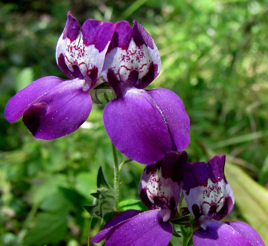 Chinese Houses Seeds, Purple, Heirloom Flower Seeds, Bulk Flower Seeds, ... - $15.42