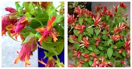 Beautiful Blooms! Red Shrimp Starter Plant Justicia Brandegeana - £32.64 GBP