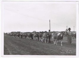Vintage Photo Cow Parade At Show Photo By Molson&#39;s - £2.85 GBP