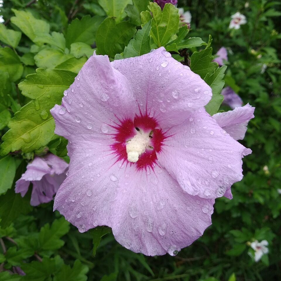 SEED-Rose of Sharon - Grow Your Own Hardy Hibiscus, Althea Flowering Shrub - $3.27+