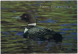 Postcard Common Loon New Brunswick 4 3/4&quot; x 6 1/2&quot; - $4.94